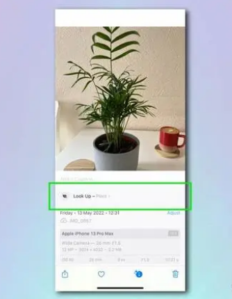 茅箭苹果相机维修分享如何使用iPhone相机识别植物和花卉 